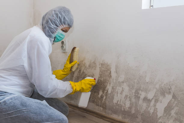 Best Mold Remediation for Healthcare Facilities  in Nashville, NC