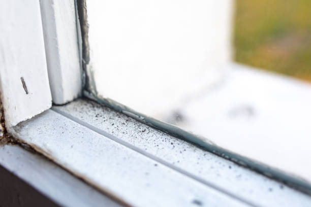 Environmental Consulting for Mold Prevention in Nashville, NC
