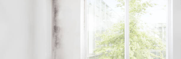 Reliable Nashville, NC Mold Removal Solutions