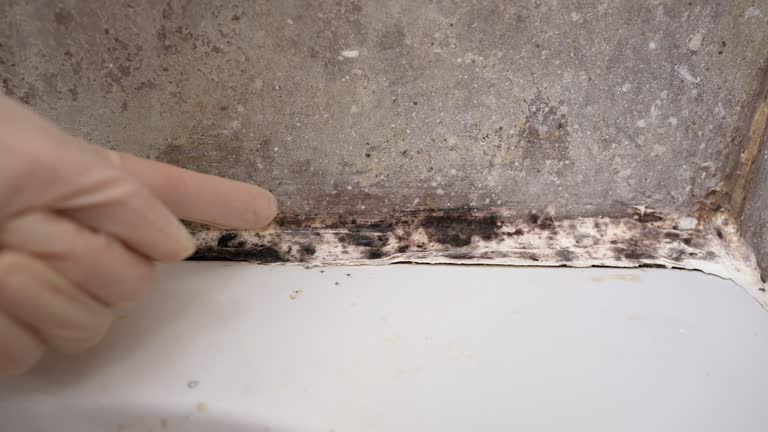 Best Asbestos and Lead Testing During Mold Inspection  in Nashville, NC